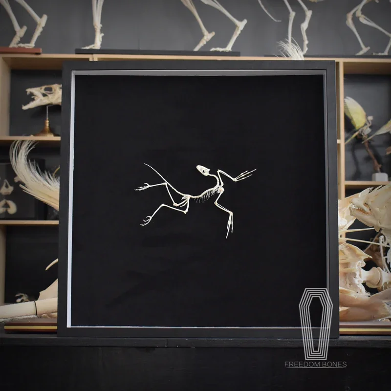 ของตกแต่งผนังรูปฟอสซิลอาร์คิโอ - Fossil Replica Display บทวิจารณ์และราคา
