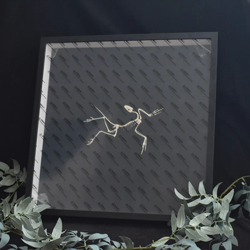 ของตกแต่งผนังรูปฟอสซิลอาร์คิโอ - Fossil Replica Display บทวิจารณ์และราคา
